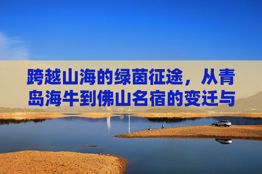跨越山海的绿茵征途，从青岛海牛到佛山名宿的变迁与坚守