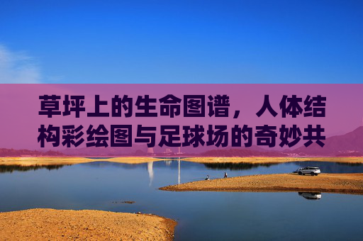草坪上的生命图谱，人体结构彩绘图与足球场的奇妙共鸣