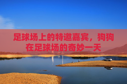 足球场上的特邀嘉宾，狗狗在足球场的奇妙一天