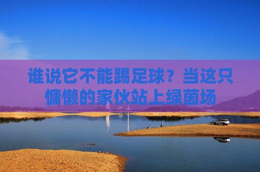 谁说它不能踢足球?当这只慵懒的家伙站上绿茵场