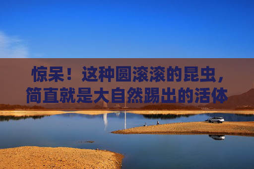 惊呆!这种圆滚滚的昆虫,简直就是大自然踢出的活体足球