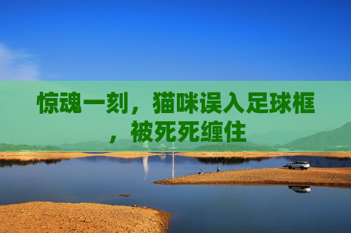 惊魂一刻,猫咪误入足球框,被死死缠住