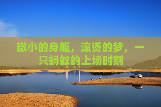 微小的身躯，滚烫的梦，一只蚂蚁的上场时刻