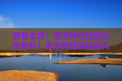 萌翻全场!流浪狗也能踢出世界杯?流浪狗足球视频大全,治愈你的不开心