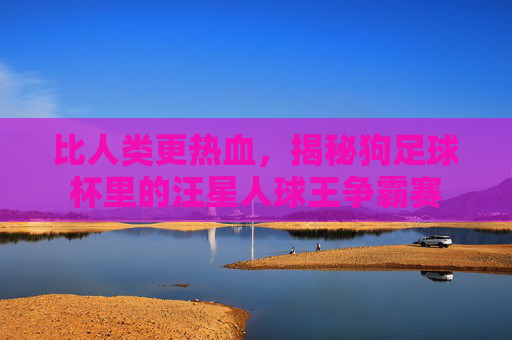 比人类更热血,揭秘狗足球杯里的汪星人球王争霸赛